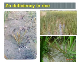 Zn deficiency in rice
 