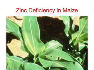 Zinc Deficiency in Maize
 