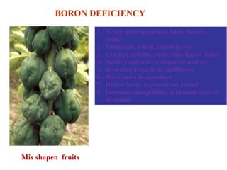 BORON DEFICIENCY
1. Affects growing points( buds, flowers,
fruits)
2. Thickened, wilted, curled leaves
3. Cracked petioles, stems, mis shapen fruits
4. Sterility and severly impaired seed set
5. Browning of curds in cauliflower
6. Black heart in sugarbeet
7. Hollow heart in ground nut kernel
8. Increases susceptibility to blossom end rot
in tomato
Mis shapen fruits
 