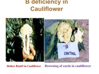 B deficiency in
Cauliflower
Browning of curds in cauliflower
Hollow heart in Cauliflower
 
