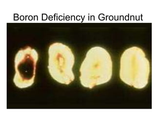 Boron Deficiency in Groundnut
 