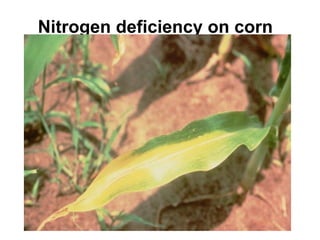 Nitrogen deficiency on corn
 