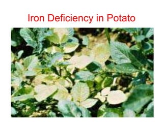 Iron Deficiency in Potato
 