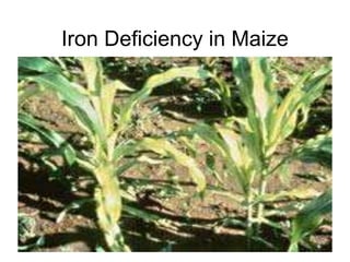 Iron Deficiency in Maize
 