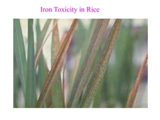 Iron Toxicity in Rice
 