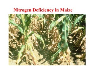 Nitrogen Deficiency in Maize
 