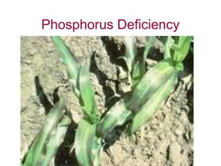 Phosphorus Deficiency
 