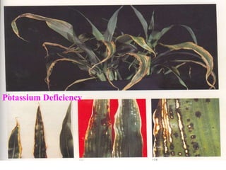 Potassium Deficiency
 
