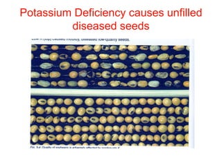 Potassium Deficiency causes unfilled
diseased seeds
 