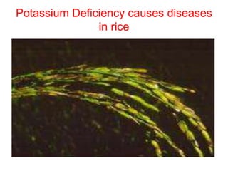 Potassium Deficiency causes diseases
in rice
 