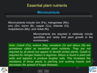 Micronutrients
Micronutrients are required in relatively minute
quantities and rarely limit plant growth in the
environment.
Note: Cobalt (Co), sodium (Na), vanadium (V) and silicon (Si) are
sometimes called as beneficial plant nutrients. They are not
required by all plants but appear to benefit certain plants. Cobalt is
required for nitrogen fixation in legumes. Silicon is found in plant cell
walls and appears to produce tougher cells. This increases the
resistance of these plants to piercing and sucking insects and
decreases the spread of fungal diseases.
Micronutrients include iron (Fe), manganese (Mn),
zinc (Zn), boron (B), copper (Cu), chloride (Cl),
molybdenum (Mo), and nickel (Ni).
Essential plant nutrients
 