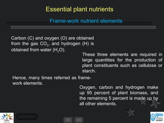 Oxygen, carbon and hydrogen make
up 95 percent of plant biomass, and
the remaining 5 percent is made up by
all other elements.
Frame-work nutrient elements
Carbon (C) and oxygen (O) are obtained
from the gas CO2, and hydrogen (H) is
obtained from water (H2O).
These three elements are required in
large quantities for the production of
plant constituents such as cellulose or
starch.
Hence, many times referred as frame-
work elements.
Essential plant nutrients
 