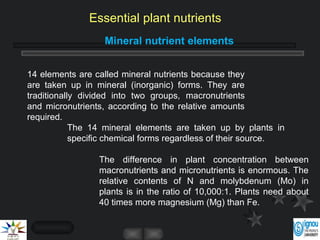 Mineral nutrient elements
The difference in plant concentration between
macronutrients and micronutrients is enormous. The
relative contents of N and molybdenum (Mo) in
plants is in the ratio of 10,000:1. Plants need about
40 times more magnesium (Mg) than Fe.
14 elements are called mineral nutrients because they
are taken up in mineral (inorganic) forms. They are
traditionally divided into two groups, macronutrients
and micronutrients, according to the relative amounts
required.
The 14 mineral elements are taken up by plants in
specific chemical forms regardless of their source.
Essential plant nutrients
 