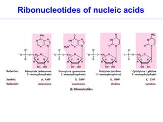 Essential questions in nucleic acid chemistry | PPT