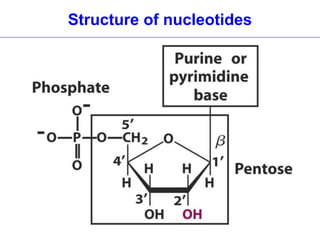Essential questions in nucleic acid chemistry | PPT