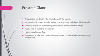 Prostate Gland
 The prostate sits deep in the pelvis, beneath the bladder
 It’s a small, soft organ: size of a walnut or a ping-pong ball about 30g in weight.
 The most important is producing seminal fluid: a component of semen
 Plays a role in hormone production
 Helps regulate urine flow
 The urethra, a tube that carries urine and semen out of the body, passes through
the prostate.
 