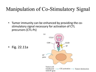 Manipulation of Co-Stimulatory Signal
• Tumor immunity can be enhanced by providing the co-
stimulatory signal necessary for activation of CTL
precursors (CTL-Ps)
• Fig. 22.11a
 