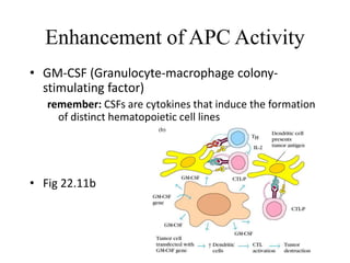 Enhancement of APC Activity
• GM-CSF (Granulocyte-macrophage colony-
stimulating factor)
remember: CSFs are cytokines that induce the formation
of distinct hematopoietic cell lines
• Fig 22.11b
 