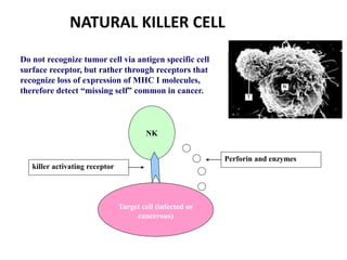 NATURAL KILLER CELL
NK
Target cell (infected or
cancerous)
Perforin and enzymes
killer activating receptor
Do not recognize tumor cell via antigen specific cell
surface receptor, but rather through receptors that
recognize loss of expression of MHC I molecules,
therefore detect “missing self” common in cancer.
 