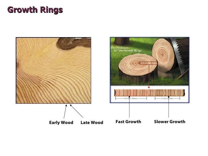 Essentials of Specifying Wood Flooring.AIA.CES
