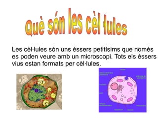 Les cèl·lules són uns éssers petitísims que només
es poden veure amb un microscopi. Tots els éssers
vius estan formats per cèl·lules.