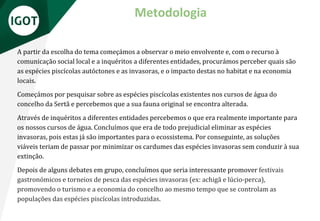 Metodologia
A partir da escolha do tema começámos a observar o meio envolvente e, com o recurso à
comunicação social local e a inquéritos a diferentes entidades, procurámos perceber quais são
as espécies piscícolas autóctones e as invasoras, e o impacto destas no habitat e na economia
locais.
Começámos por pesquisar sobre as espécies piscícolas existentes nos cursos de água do
concelho da Sertã e percebemos que a sua fauna original se encontra alterada.
Através de inquéritos a diferentes entidades percebemos o que era realmente importante para
os nossos cursos de água. Concluímos que era de todo prejudicial eliminar as espécies
invasoras, pois estas já são importantes para o ecossistema. Por conseguinte, as soluções
viáveis teriam de passar por minimizar os cardumes das espécies invasoras sem conduzir à sua
extinção.
Depois de alguns debates em grupo, concluímos que seria interessante promover festivais
gastronómicos e torneios de pesca das espécies invasoras (ex: achigã e lúcio-perca),
promovendo o turismo e a economia do concelho ao mesmo tempo que se controlam as
populações das espécies piscícolas introduzidas.
 