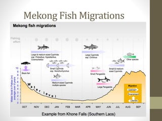 Mekong Fish Migrations
 