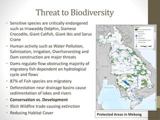 Threat to Biodiversity
• Sensitive species are critically endangered
such as Irrawaddy Dolphin, Siamese
Crocodile, Giant Catfish, Giant ibis and Sarus
Crane
• Human activity such as Water Pollution,
Salinization, Irrigation, Overharvesting and
Dam construction are major threats
• Dams regulate flow obstructing majority of
migratory fish dependent on hydrological
cycle and flows
• 87% of Fish species are migratory
• Deforestation near drainage basins cause
sedimentation of lakes and rivers
• Conservation vs. Development
• Illicit Wildfire trade causing extinction
• Reducing Habitat Cover Protected Areas in Mekong
 