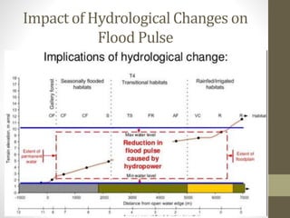 Impact of Hydrological Changes on
Flood Pulse
 