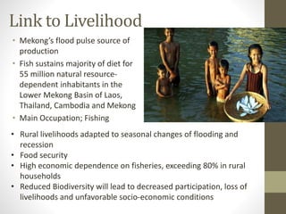 Link to Livelihood
• Mekong’s flood pulse source of
production
• Fish sustains majority of diet for
55 million natural resource-
dependent inhabitants in the
Lower Mekong Basin of Laos,
Thailand, Cambodia and Mekong
• Main Occupation; Fishing
• Rural livelihoods adapted to seasonal changes of flooding and
recession
• Food security
• High economic dependence on fisheries, exceeding 80% in rural
households
• Reduced Biodiversity will lead to decreased participation, loss of
livelihoods and unfavorable socio-economic conditions
 