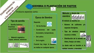 SIEMBRA O PLANTACIÓN DE PASTOS
Involucra aspectos como:
El método se clasifica en:
• Número de cultivares y/o
especies forrajeras.
• Tipo de siembra: manual,
mecánica o mixta.
• Distribución de la semilla: en
hilera, franja o al voleo.
La dosis está en función a: la
calidad, tamaño, y densidad.
Tipo de semilla
• Semilla botánica:
Gramínea
Leguminosa
• Material vegetativo:
Cepas, estacas, estolones
Época de Siembra
Método y dosis de
siembra
Depende:
• De las lluvias.
• Condiciones del suelo
(humedad y temperatura).
• Del cultivo
• De la región.
Cuando hay riego. la siembra
se realiza en cualquier época.
 