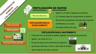 FERTILIZACIÓN DE PASTOS
FERTILIZACIÓN
FERTILIZACIÓN PARA EL
ESTABLECIMIENTO
ABONO
FERTILIZANTE
PLAN DE FERTILIZACIÓN
• Aplicar P y K antes y después de la siembra.
• 2 o 3 semana luego de la germinación se aplica N.
• Aprovechar la preparación del suelo para incorporar
el fertilizante con la rastra.
• Se pueden distribuir al voleo.
FERTILIZACIÓN PARA EL MANTENIMIENTO
• Fraccionar el N, de acuerdo al estado vegetativo o el sistema de producción.
• Aplicar1 vez al año el P y K-
• El agua de riego es otra alternativa de aplicación.
• Aprovechar las lluvias, al inicio o días antes de finalizar .
• Aplicar después del corte o pastoreo.
Recomendaciones
 