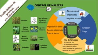 CONTROL DE MALEZAS
Mecánico
Químico
Físico
Preparación de terreno
Especies seleccionadas
Época de siembra
-Técnica manual
-Implementos
acoplados al tractor.
Uso de herbicidas
Se clasifican por:
-Los efectos en las plantas.
-Por su forma de actuar
-Por el momento de aplicación y
desarrollo del cultivo.
Inundación
Fuego.
Bledo:
(Amaranth
us sp.)
Higuera
(Ricinus
communis)
Pasto Johnson
(Sorghum
halepense).
Argemone
mexicana
Paspalum
virgatum
Cadillo e
bobo
Corocillo
Verdolaga
 