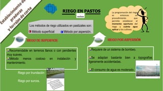 RIEGO EN PASTOS La programación del riego
es entonces un
procedimiento que
permite establecer el
momento oportuno del
riego y cuánta agua
aplicar a los cultivos.
Los métodos de riego utilizados en pastizales son:
Método superficial Método por aspersión.
Riego por Inundación
Riego por surcos.
Recomendable en terrenos llanos o con pendientes
muy suaves.
Método menos costoso en instalación y
mantenimiento.
Requiere de un sistema de bombeo.
Se adaptan bastante bien a topografías
ligeramente accidentadas.
El consumo de agua es moderado.
 