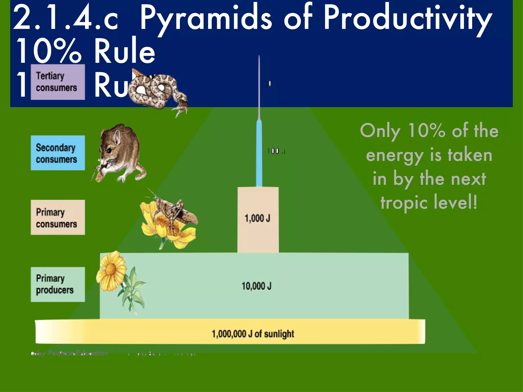 2.1.4.c  Pyramids of Productivity 10% Rule 10% Rule Only 10% of the energy is taken in by the next tropic level! by Pearson Education 