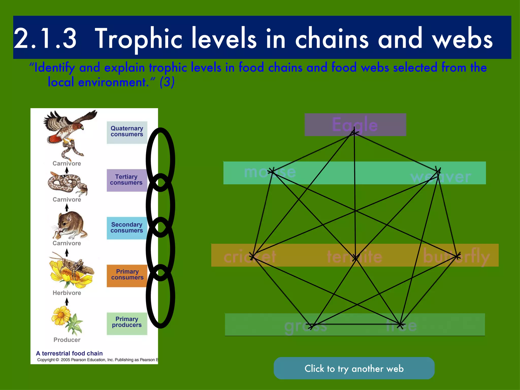 Quaternary consumers Tertiary consumers Carnivore Carnivore Secondary consumers Carnivore Primary consumers Herbivore Primary producers Producer A terrestrial food chain grass tree Eagle mouse cricket butterfly weaver termite 2.1.3  Trophic levels in chains and webs “ Identify and explain trophic levels in food chains and food webs selected from the local environment. ” (3) Click to try another web 