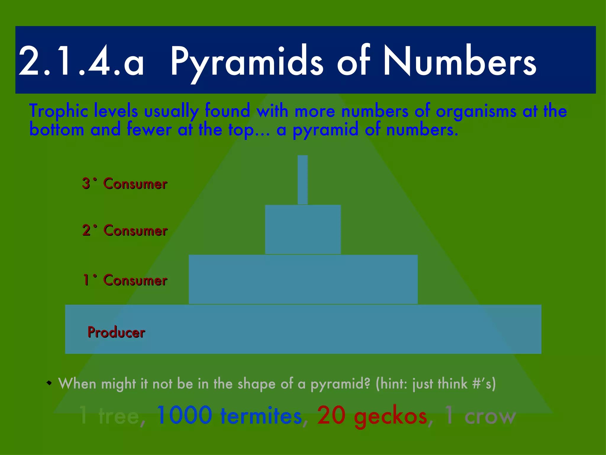 2.1.4.a  Pyramids of Numbers Trophic levels usually found with more numbers of organisms at the bottom and fewer at the top... a pyramid of numbers.  When might it not be in the shape of a pyramid? (hint: just think #’s) 1 tree ,  1000 termites ,  20 geckos ,  1 crow  2˚ Consumer 1˚ Consumer 3˚ Consumer Producer 