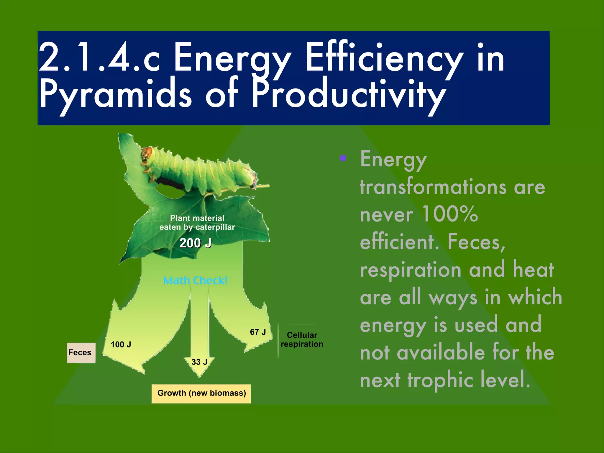 Energy transformations are never 100% efficient. Feces, respiration and heat are all ways in which energy is used and not available for the next trophic level. Math Check! 2.1.4.c Energy Efficiency in Pyramids of Productivity Feces 100 J Growth (new biomass) 33 J Cellular respiration 67 J 200 J Plant material eaten by caterpillar 