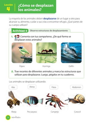 Lección        ¿Cómo se desplazan
 4             los animales?

   La mayoría de los animales deben desplazarse de un lugar a otro para
   alcanzar su alimento, cuidar a sus crías o encontrar refugio. ¿Qué partes de
   su cuerpo utilizan?

        Actividad 6
        Actividad 2 Observo estructuras de desplazamiento

       1.        Comenta con tus compañeros. ¿De qué forma se
            desplazan estos animales?




                Pájaro                Hormiga                   Delfín

       2. Trae recortes de diferentes animales y marca las estructuras que
            utilizan para desplazarse. Luego, pégalos en tu cuaderno.

   Los animales se desplazan utilizando:

       Alas                Aletas               Patas               Abdomen




       Abeja             Pez payaso             Cangrejo                 Caracol

  26   veintiséis
 