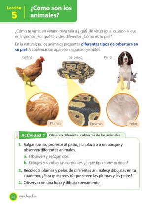 Lección        ¿Cómo son los
  5            animales?

   ¿Cómo te vistes en verano para salir a jugar? ¿Te vistes igual cuando llueve
   en invierno? ¿Por qué te vistes diferente? ¿Cómo es tu piel?
   En la naturaleza, los animales presentan diferentes tipos de cobertura en
   su piel. A continuación aparecen algunos ejemplos.
          Gallina                   Serpiente               Perro




                         Plumas                   Escamas                  Pelos


        Actividad 7
        Actividad 2 Observo diferentes cubiertas de los animales

       1. Salgan con su profesor al patio, a la plaza o a un parque y
          observen diferentes animales.
          a. Observen y escojan dos.
          b. Dibujen sus cubiertas corporales, ¿a qué tipo corresponden?
       2. Recolecta plumas y pelos de diferentes animalesy dibújalas en tu
          cuaderno. ¿Para qué crees tú que sirven las plumas y los pelos?
       3. Observa con una lupa y dibuja nuevamente.


  28   veintiocho
 