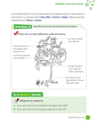 Unidad 1: Los seres vivos


Como observaste en la actividad anterior, las plantas tienen varias partes o
estructuras. La mayoría tiene raíz, tallo o tronco y hojas. Algunas plantas
además tienen flores y frutos.

   Actividad 12
   Actividad 2         Identifico la función de las partes de la planta


       Pinta con un color diferente cada estructura.
                                                             Las hojas captan
                                                             la luz del sol.

 Las flores son las
 encargadas de la
 reproducción.
 Los frutos protegen
 a las semillas.


                                                              El tallo sostiene
                                                              a las hojas, las
                                                              flores y los frutos.

                                                           Las raíces crecen
                                                           bajo la tierra. Toman
                                                           agua del suelo.




  En la lección 7 aprendí

        Dibuja en tu cuaderno.
  a. ¿Con qué estructura la planta toma agua del suelo?
  b. ¿Con qué estructura la planta capta la luz del sol?


                                                             _treinta y _cinco 35
 