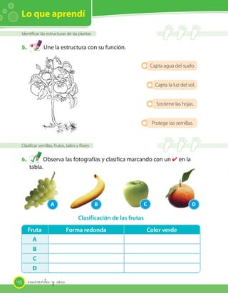 Lo que aprendí
 Identificar las estructuras de las plantas


 5.            Une la estructura con su función.

                                                                       Capta agua del suelo.


                                                                         Capta la luz del sol.


                                                                         Sostiene las hojas.


                                                                       Protege las semillas.



 Clasificar semillas, frutos, tallos y flores


 6.         Observa las fotografías y clasifica marcando con un ✔ en la
      tabla.




                   A                            B                  C                        D

                                     Clasificación de las frutas
      Fruta                  Forma redonda                         Color verde
        A
        B
        C
        D

46    _cuarenta y _seis
 