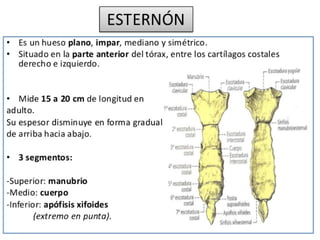 Anatomia Esternón