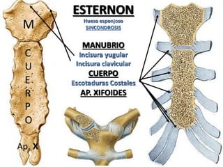 Anatomia Esternón