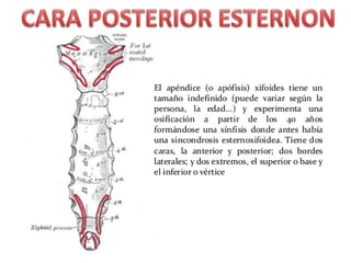 Anatomia Esternón