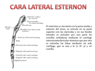 Anatomia Esternón