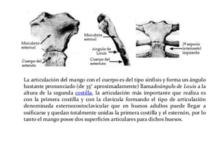 Anatomia Esternón