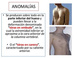 Anatomia Esternón
