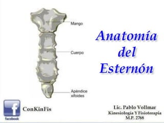 Anatomia Esternón