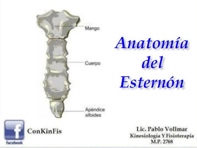 Esternon Partes